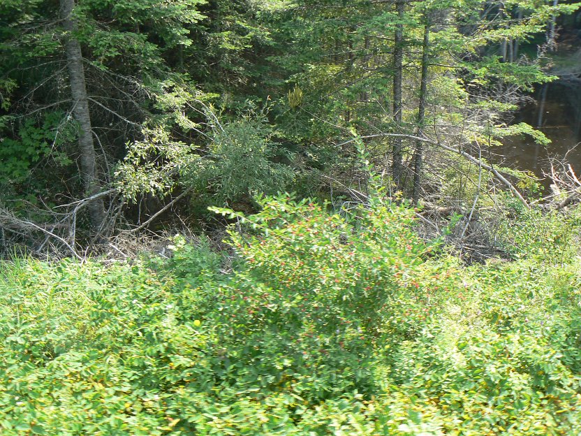 048-colorful weed.jpg